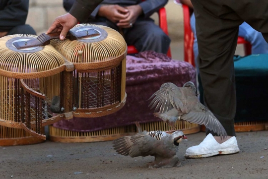 Unik dan seru pertarungan burung partridge ala warga Irak