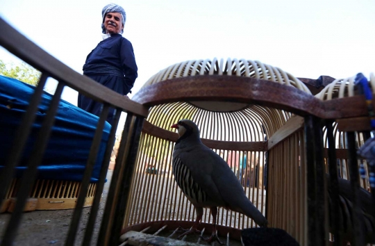 Unik dan seru pertarungan burung partridge ala warga Irak