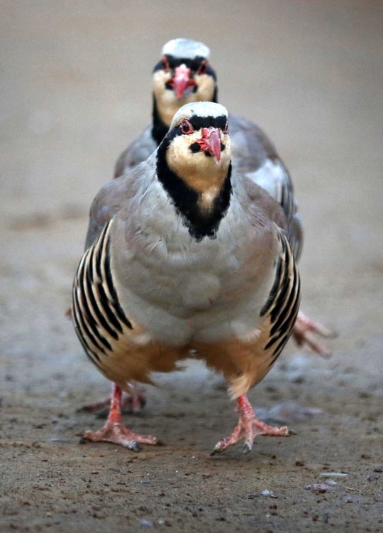 Unik dan seru pertarungan burung partridge ala warga Irak