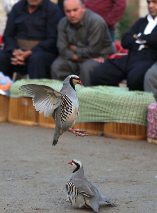 Unik dan seru pertarungan burung partridge ala warga Irak