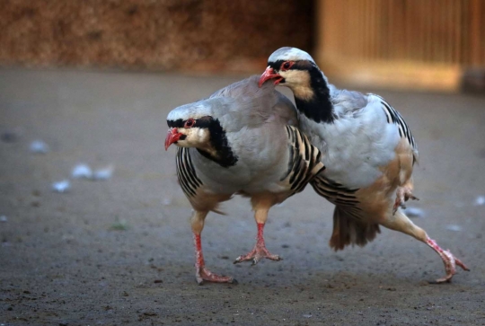 Unik dan seru pertarungan burung partridge ala warga Irak