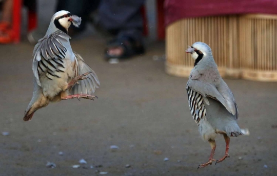 Unik dan seru pertarungan burung partridge ala warga Irak