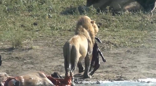 Ngeri, tak puas bunuh induk kerbau, singa ini makan janin