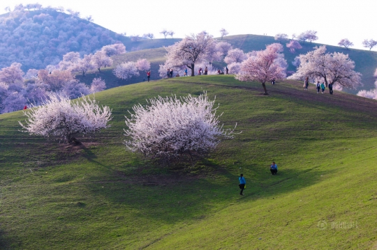 Nuansa musim semi di lembah aprikot terbesar di Xinjiang, China