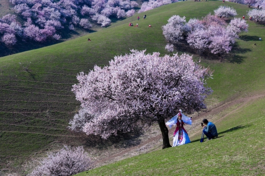 Nuansa musim semi di lembah aprikot terbesar di Xinjiang, China