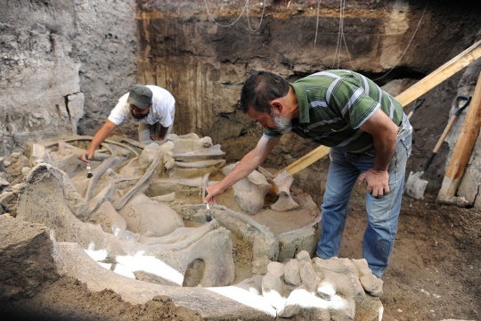 Penemuan fosil gajah Mammoth dari Zaman Pleistosen