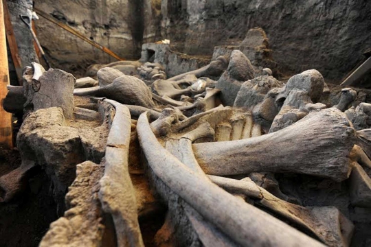 Penemuan fosil gajah Mammoth dari Zaman Pleistosen