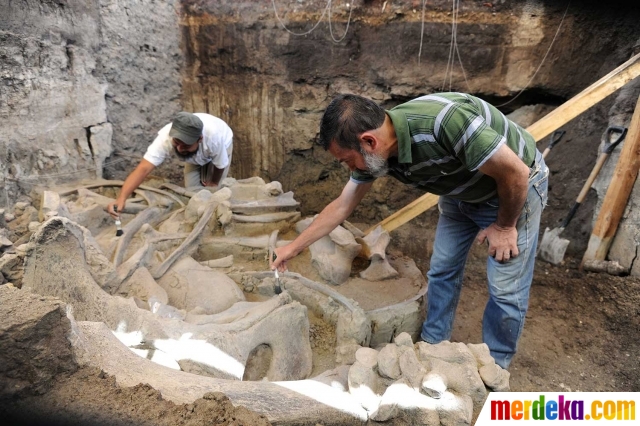 Foto : Penemuan fosil gajah Mammoth dari Zaman Pleistosen | merdeka.com