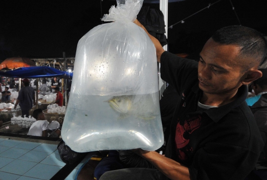 Mengunjungi pasar ikan hias terbesar se-Asia Tenggara di Parung