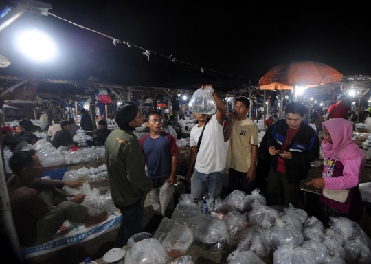 Mengunjungi pasar ikan hias terbesar se-Asia Tenggara di Parung