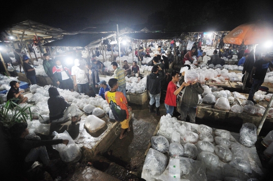 Mengunjungi pasar ikan hias terbesar se-Asia Tenggara di Parung