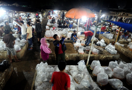 Mengunjungi pasar ikan hias terbesar se-Asia Tenggara di Parung