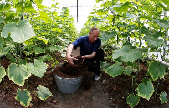 Kisah unik petani di Rusia suburkan kebunnya dengan main akordeon