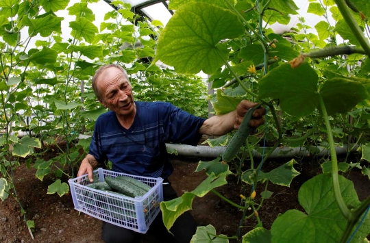 Kisah unik petani di Rusia suburkan kebunnya dengan main akordeon