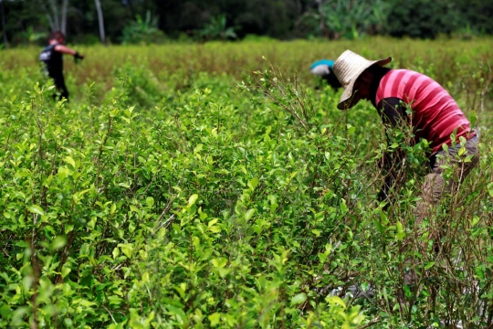 Potret petani Kolombia bertahan hidup dari daun koka