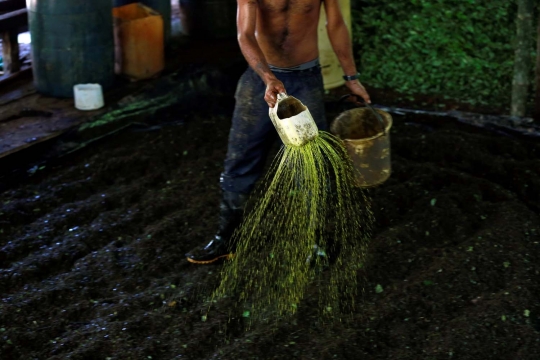 Potret petani Kolombia bertahan hidup dari daun koka