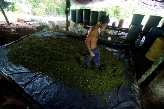 Potret petani Kolombia bertahan hidup dari daun koka
