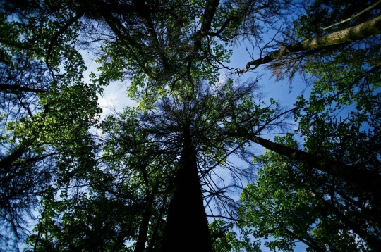 Hutan purba terakhir di Eropa mulai terancam
