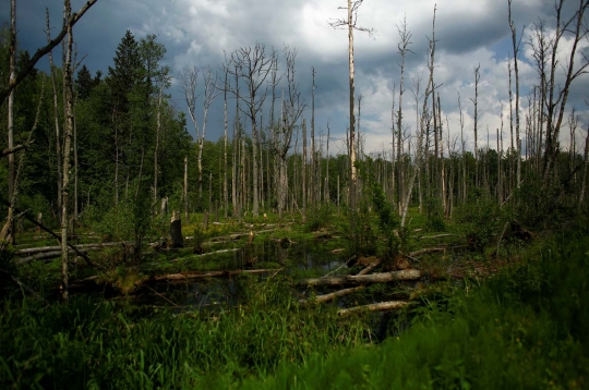 Hutan purba terakhir di Eropa mulai terancam