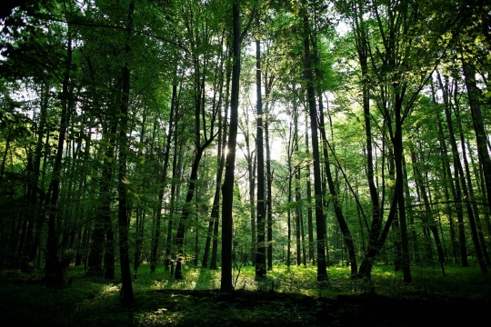 Hutan purba terakhir di Eropa mulai terancam