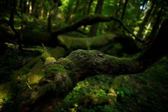 Hutan purba terakhir di Eropa mulai terancam