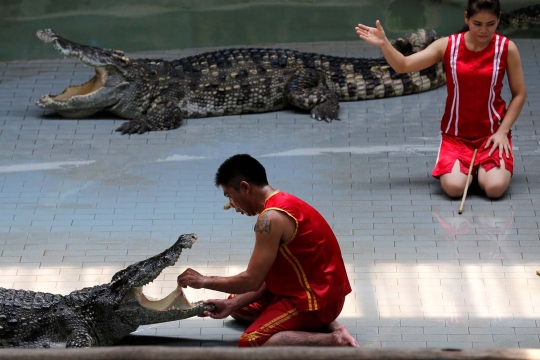 Atraksi mengerikan bersama buaya yang bikin bergidik