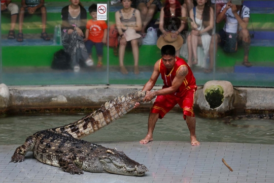 Atraksi mengerikan bersama buaya yang bikin bergidik