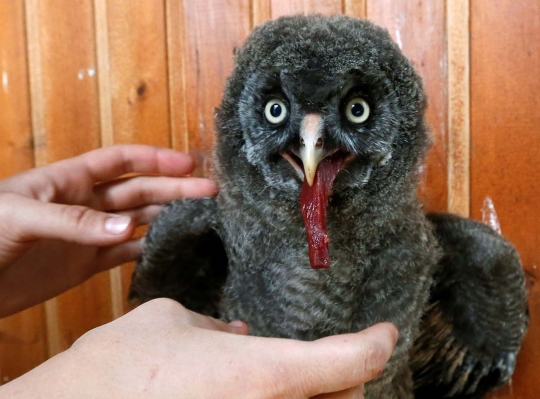 Lucunya bayi burung hantu di Rusia hingga mirip boneka