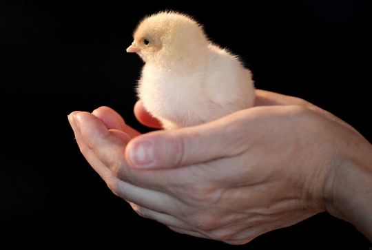 Ramadan, Bos Microsoft sumbang ratusan ribu anak ayam