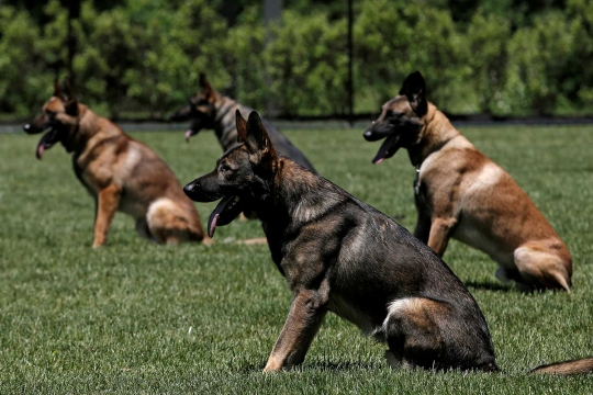 Aksi anjing kepolisian AS spesialis pendeteksi bom