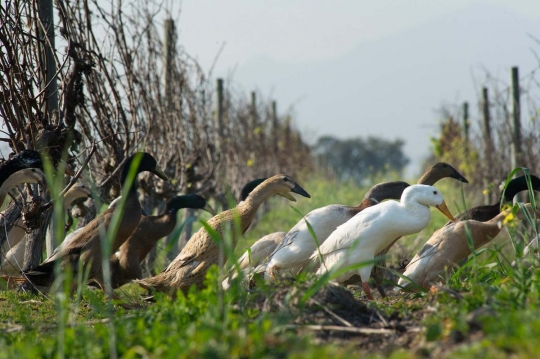 Unik, 1.000 bebek jadi pembasmi hama kebun anggur di Afrika Selatan