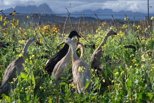 Unik, 1.000 bebek jadi pembasmi hama kebun anggur di Afrika Selatan