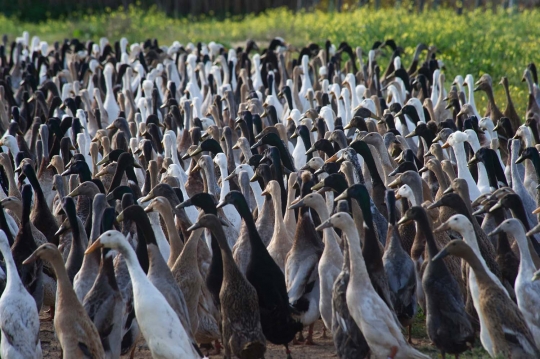 Unik, 1.000 bebek jadi pembasmi hama kebun anggur di Afrika Selatan