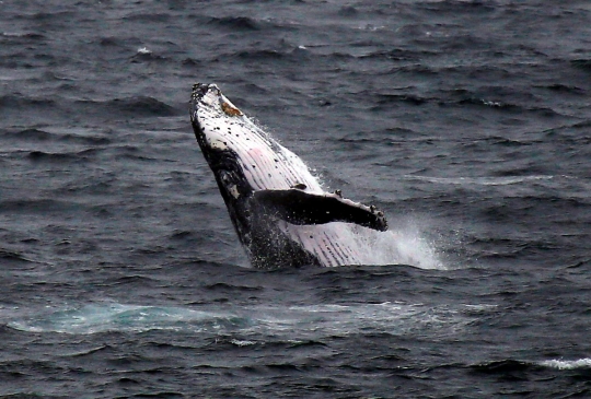 Fenomena langka paus bungkuk melompat indah di Pantai Clovelly