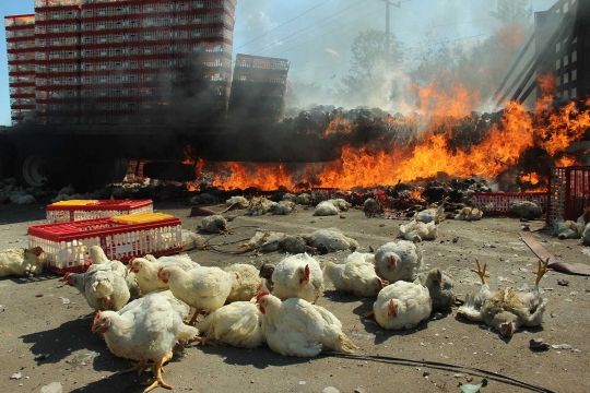 Protes reformasi pendidikan, massa bakar truk bermuatan ribuan ayam