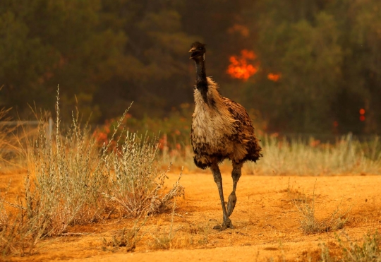 Foto-foto mengharukan burung emu panik saat terjadi kebakaran hutan