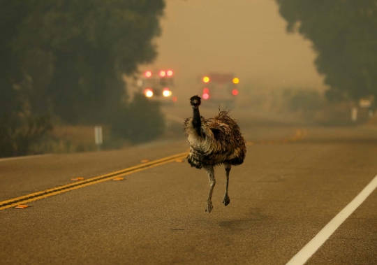 Foto-foto mengharukan burung emu panik saat terjadi kebakaran hutan