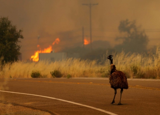 Foto-foto mengharukan burung emu panik saat terjadi kebakaran hutan