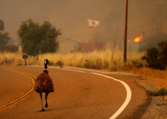 Foto-foto mengharukan burung emu panik saat terjadi kebakaran hutan