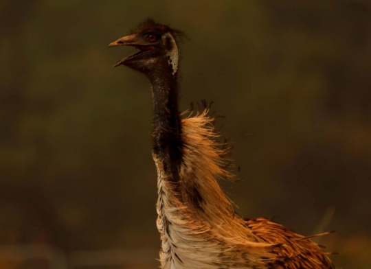 Foto-foto mengharukan burung emu panik saat terjadi kebakaran hutan