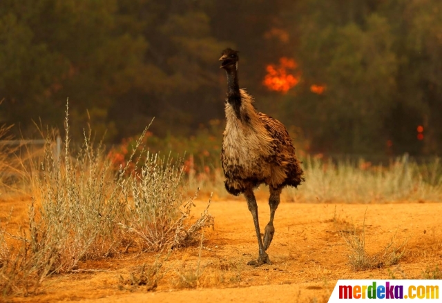 Foto Foto Foto Mengharukan Burung Emu Panik Saat Terjadi
