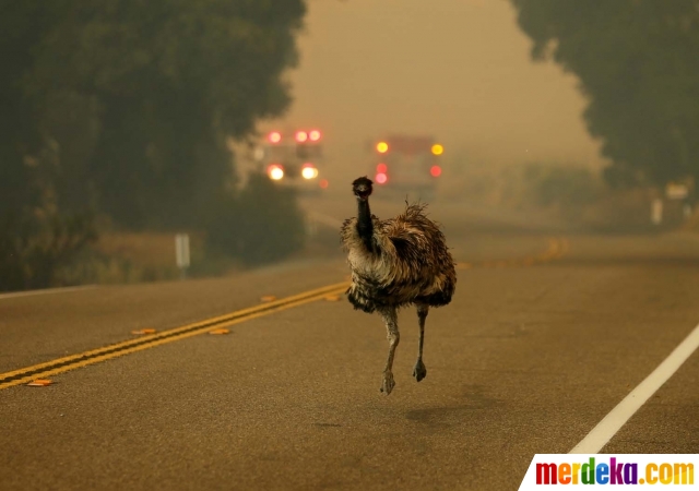 Foto Foto Foto Mengharukan Burung Emu Panik Saat Terjadi