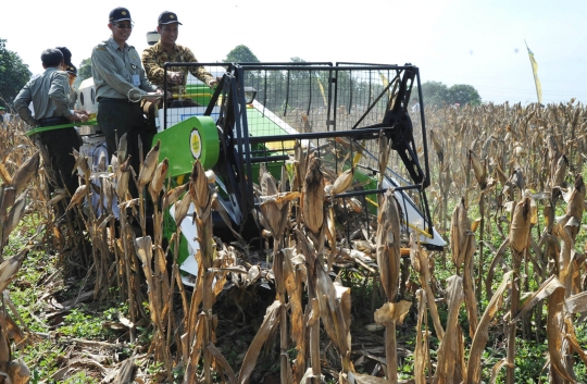 Mentan panen jagung pakai mesin traktor karya anak bangsa