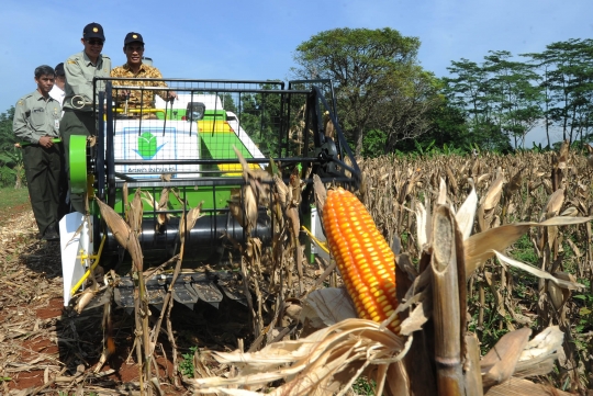 Mentan panen jagung pakai mesin traktor karya anak bangsa