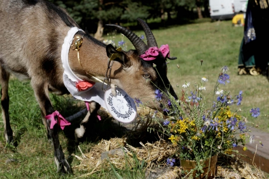 Kontes kambing tercantik di Lituania