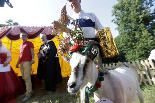 Kontes kambing tercantik di Lituania