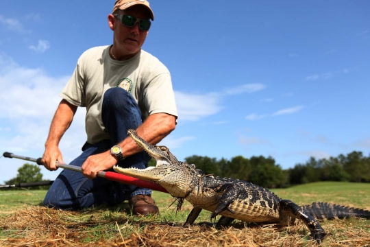 Berburu aligator di laguna Orlando