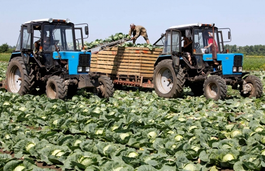 Melihat cara canggih petani Rusia memanen kol