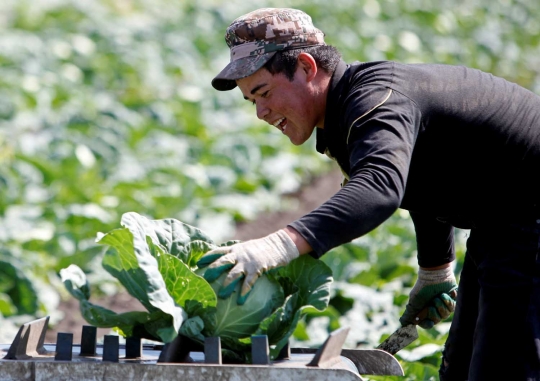 Melihat cara canggih petani Rusia memanen kol