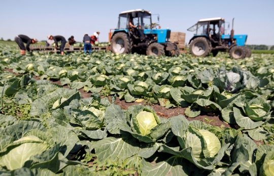 Melihat cara canggih petani Rusia memanen kol